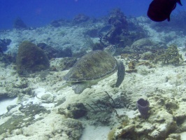 Green Sea Turtle IMG 9599